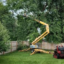 Best Storm Damage Tree Cleanup  in Pandora, OH